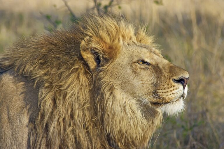 world lion day 2024:"शेरो के संरक्षण में हमारी भूमिका: विश्व सिंह दिवस पर विचार"